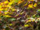 USA-Washington State-Sammamish Japanese Maple leaves Art Print